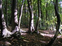 Dans la forêt de Chaville